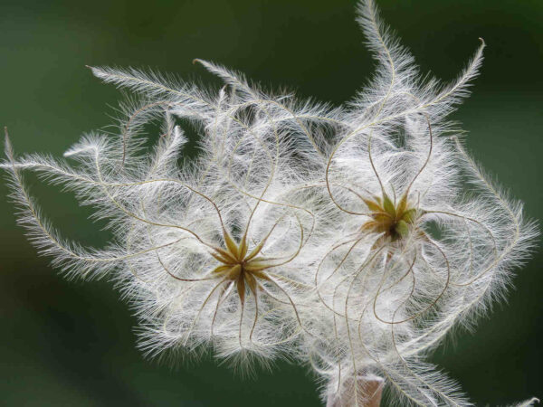 Clématite: plante dans la littérature orale