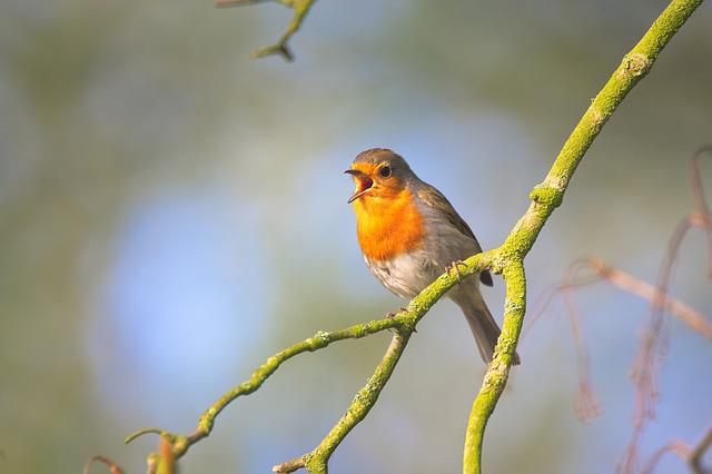 chant oiseau