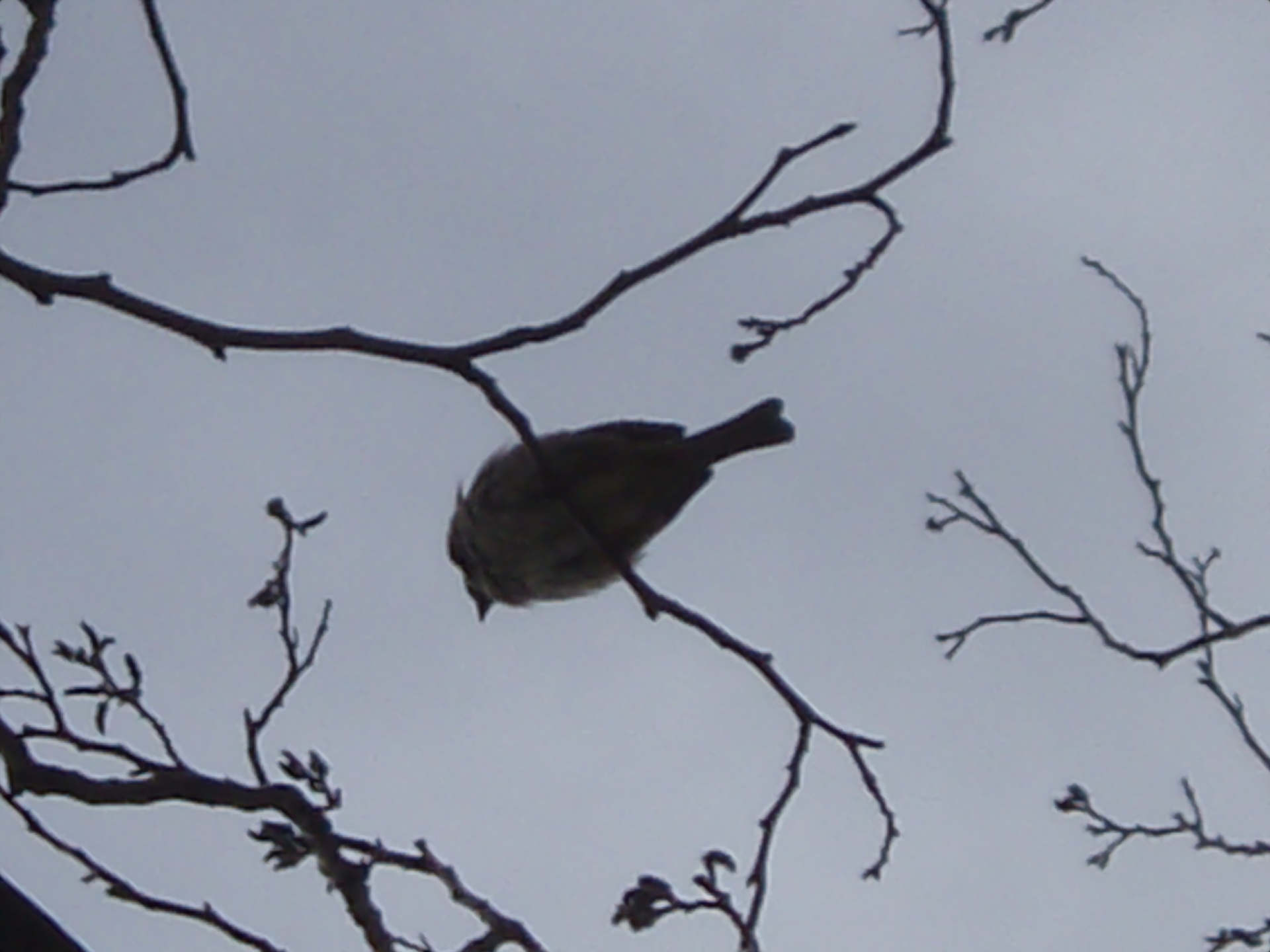 Oiseau dans la littérature orale