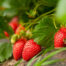fraises des bois